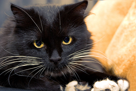 close up photo of adult black cat