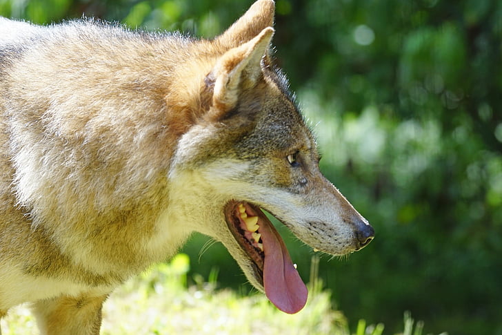 adult tan Czechoslovakian wolf dog
