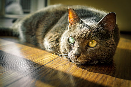 silver tabby cat lying on wooden floor