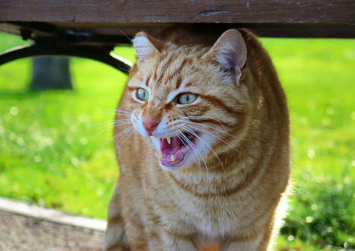 A White Ginger Cat Angry Face Expression, Portraits, Animals - Cats