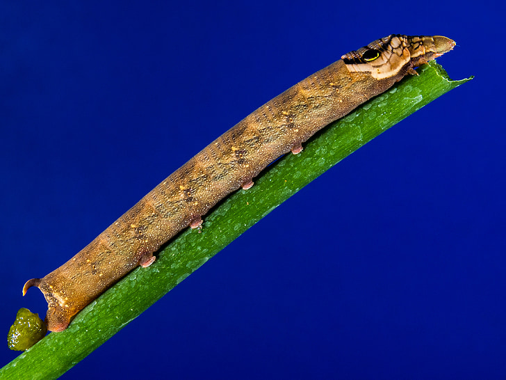 brown caterpillar on green branch