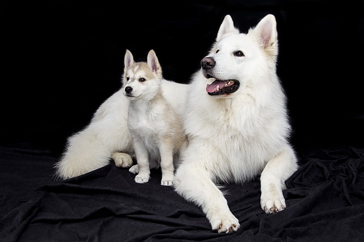 adult white samoyed with puppy