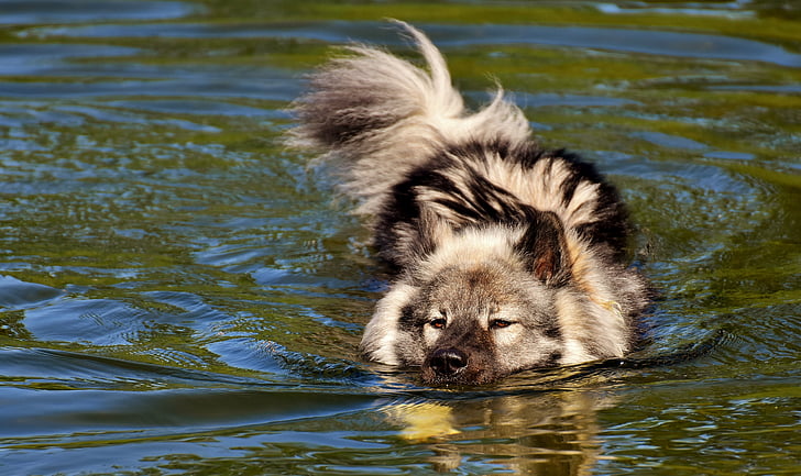long-coated black and white dog swimming on water at daytime