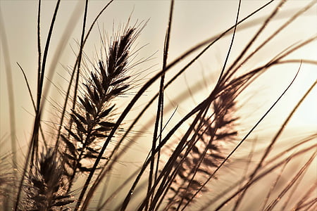 photography of brown grass