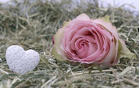 selective focus photography of pink rose fall on grass field