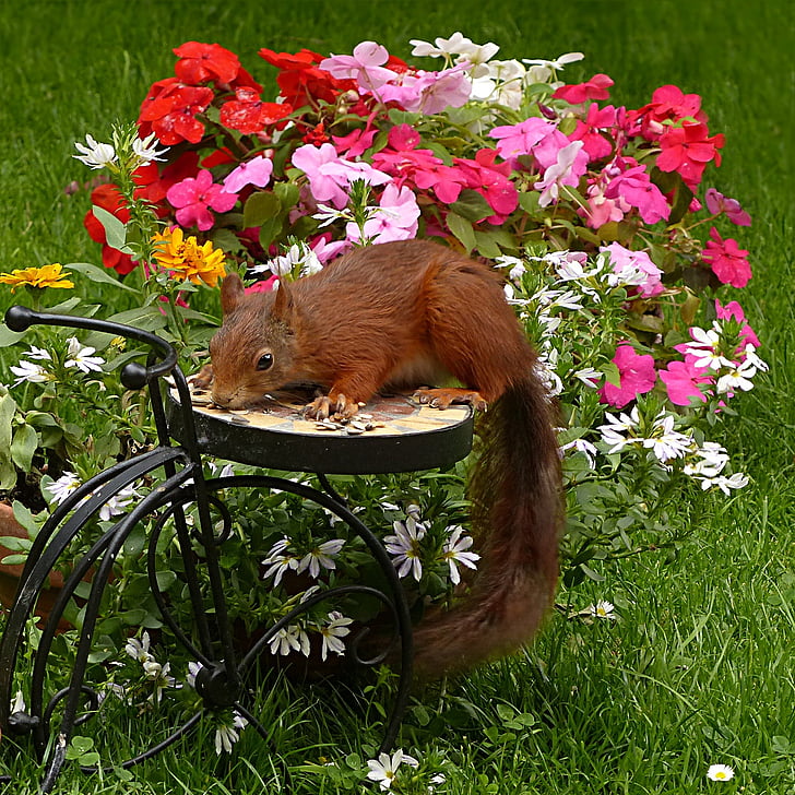 brown squirrel beside petaled flowers