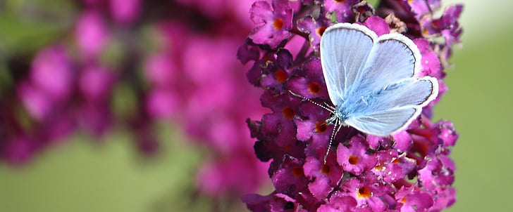 common blue butterfly on purple petaled flowers
