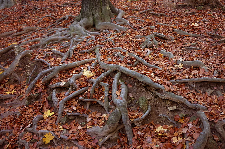 brown tree roots on focus photo