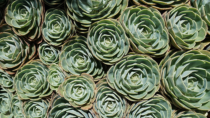shallow focus photography of green succulent plants