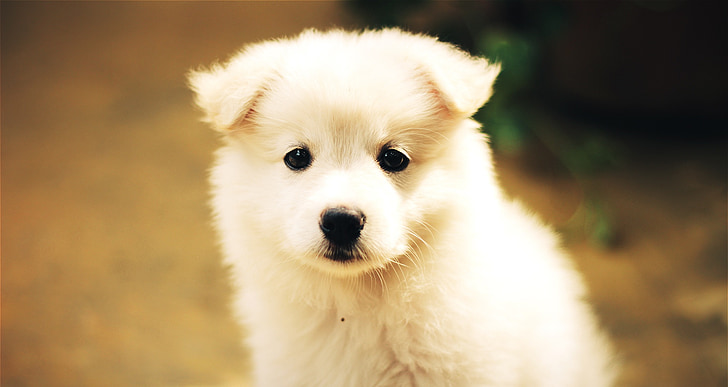 selective focus photography of white puppy