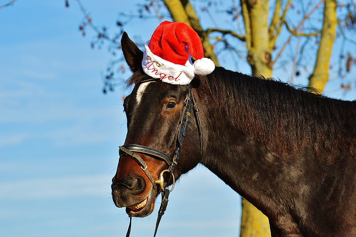 brown horse wearing red and white santa hat at daytime