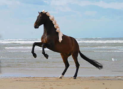 brown and black horse with white hair galloping on brown sand beach at daytime