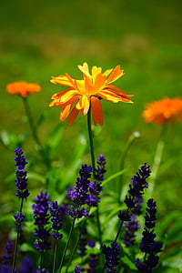 selective focused photo of a orange petaled flower
