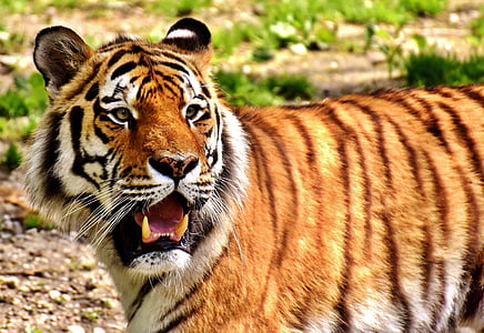 close up photo of tiger