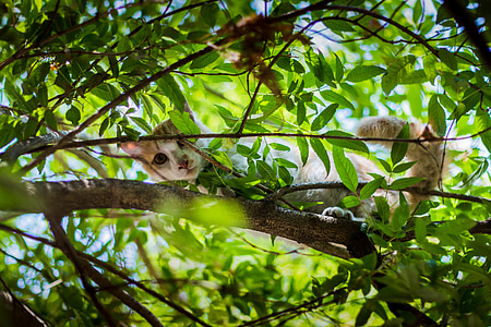 brown cat on top of tree