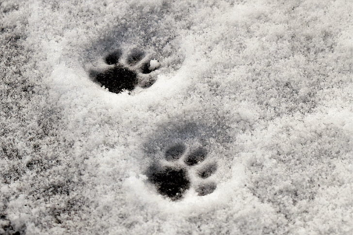two paw prints on snowy floor