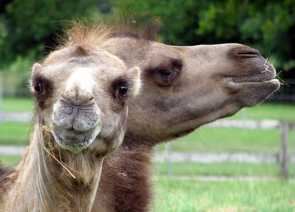 two brown camels