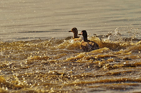 two brown ducks on body of water