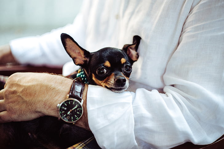 adult black Chihuahua on man's lap