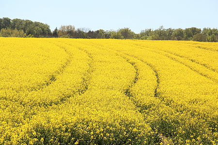 yellow petal flower field