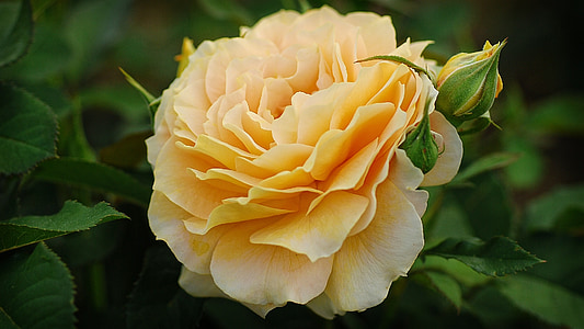 closeup photography of yellow rose flower