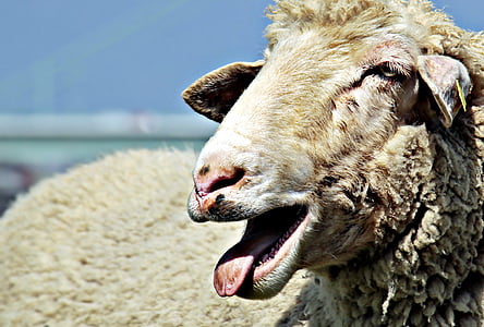 closeup photo of white sheep