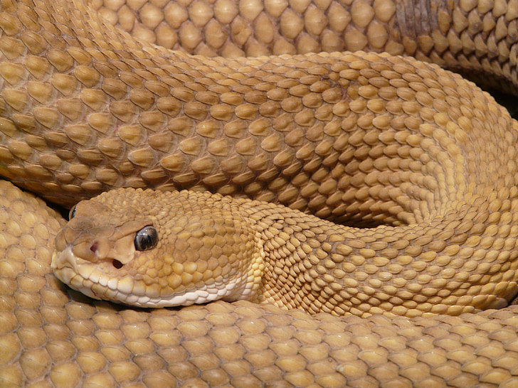 closeup photo of brown snake