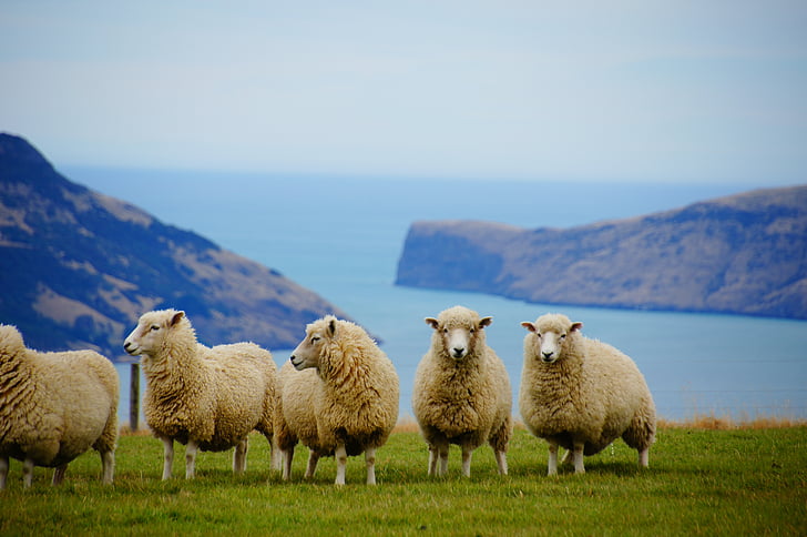 five brown sheeps at daytime