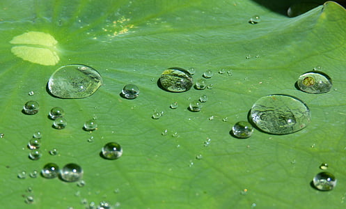 water dew on leaf