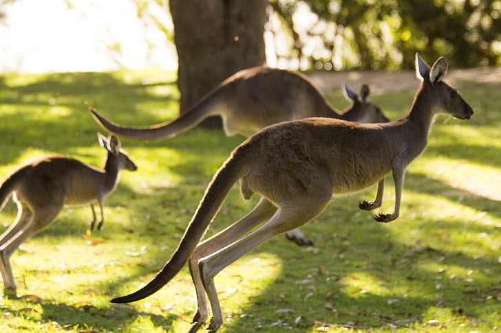 three kangaroos on green lawn grass
