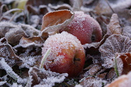 closeup photography of snow-covered apples and leaves on ground