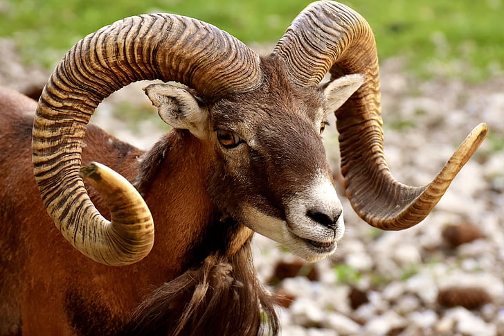 closeup photography of brown ram