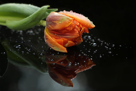 orange tulips with water droplets