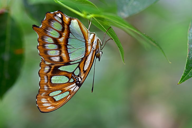 selective focus photography of brown and white swallowtail butterfly perched under green leaf at daytime