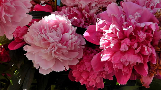 pink peony flowers blooming during daytime