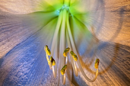 blue lily macro photography