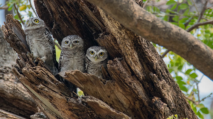 three gray-and-white owl hiding on old bent over tree trunk