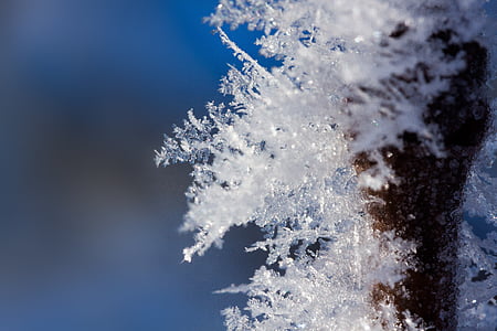 snow flakes in macro shot photography