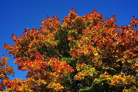 tree, late summer, autumn, leaves, nature, landscape
