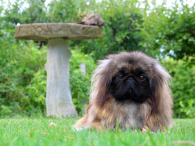 adult pekingese standing on grass field with pedestal table