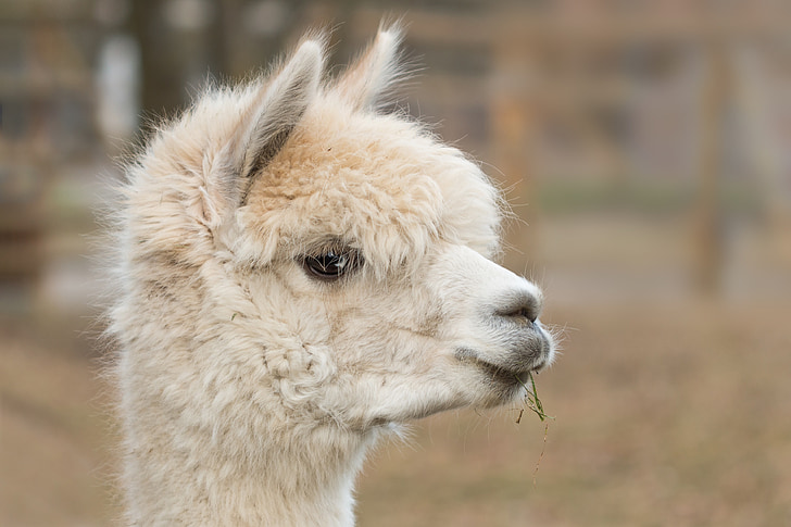 shallow focus photography of llama