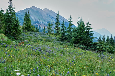 mountain with flowers and trees during daytime