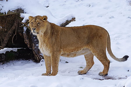 lion standing on snow