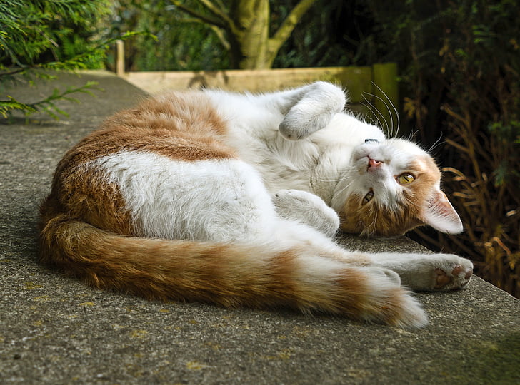 orange tabby cat lying down on concrete surface