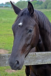 close up photograph of black horse