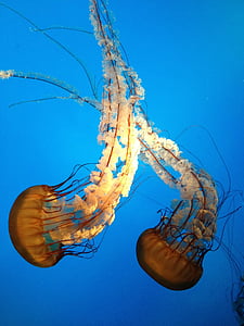 two brown jellyfishes
