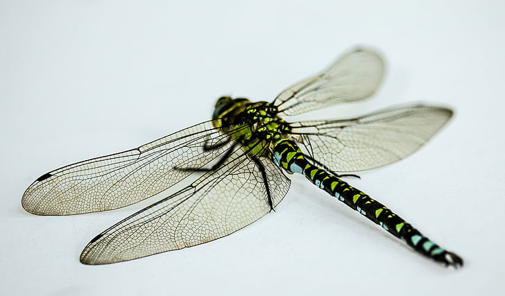 yellow and brown darner dragonfly