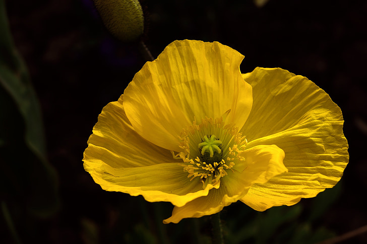 yellow petaled flower close up photography
