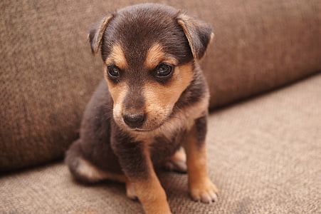 short-coated tan puppy