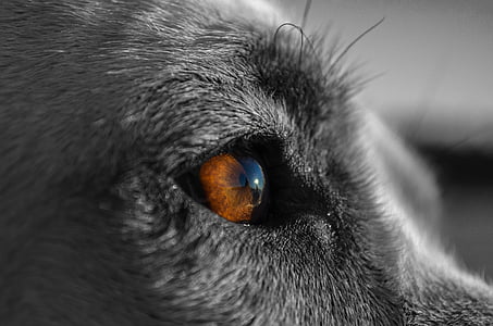 closeup photo of animal eye